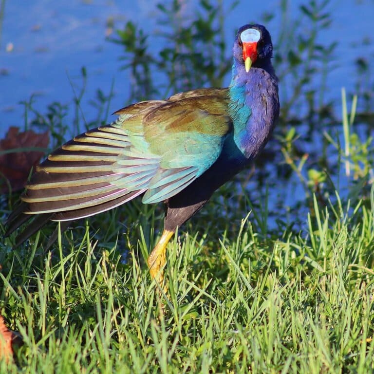 purple gallinule bird