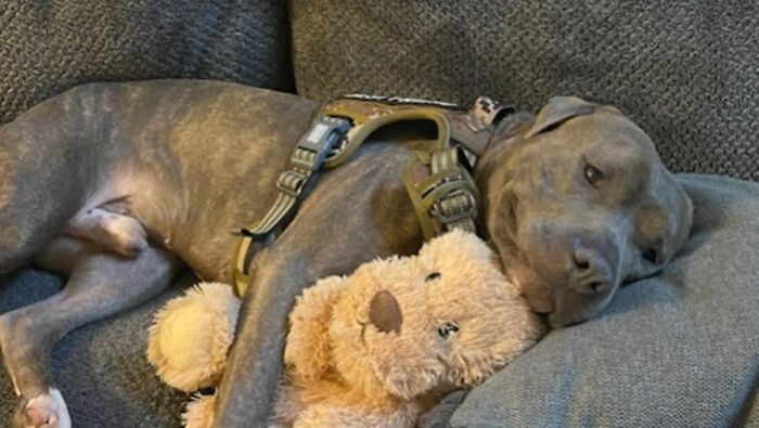 This One-Eared Pitbull Got A Second Chance And This Is What His Life Looks Like Now