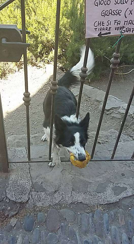 dog asks everyone to play with him