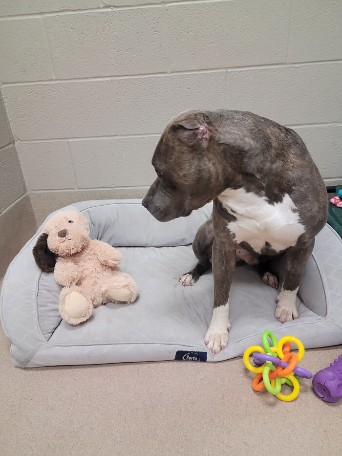 This One-Eared Pitbull Got A Second Chance And This Is What His Life Looks Like Now