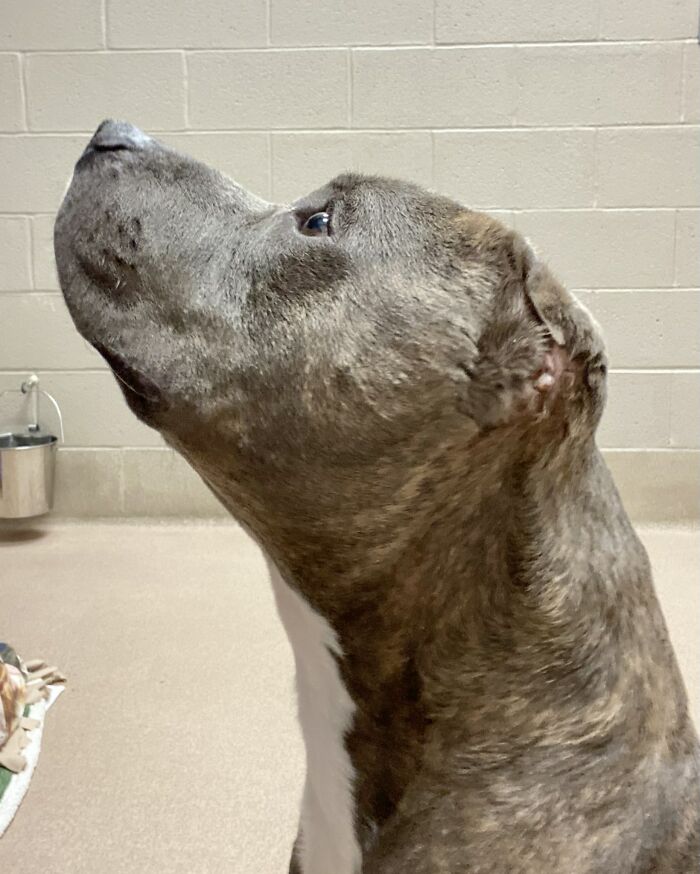 This One-Eared Pitbull Got A Second Chance And This Is What His Life Looks Like Now