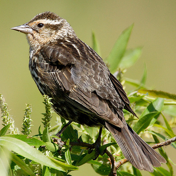 Red-winged starling defends its territory