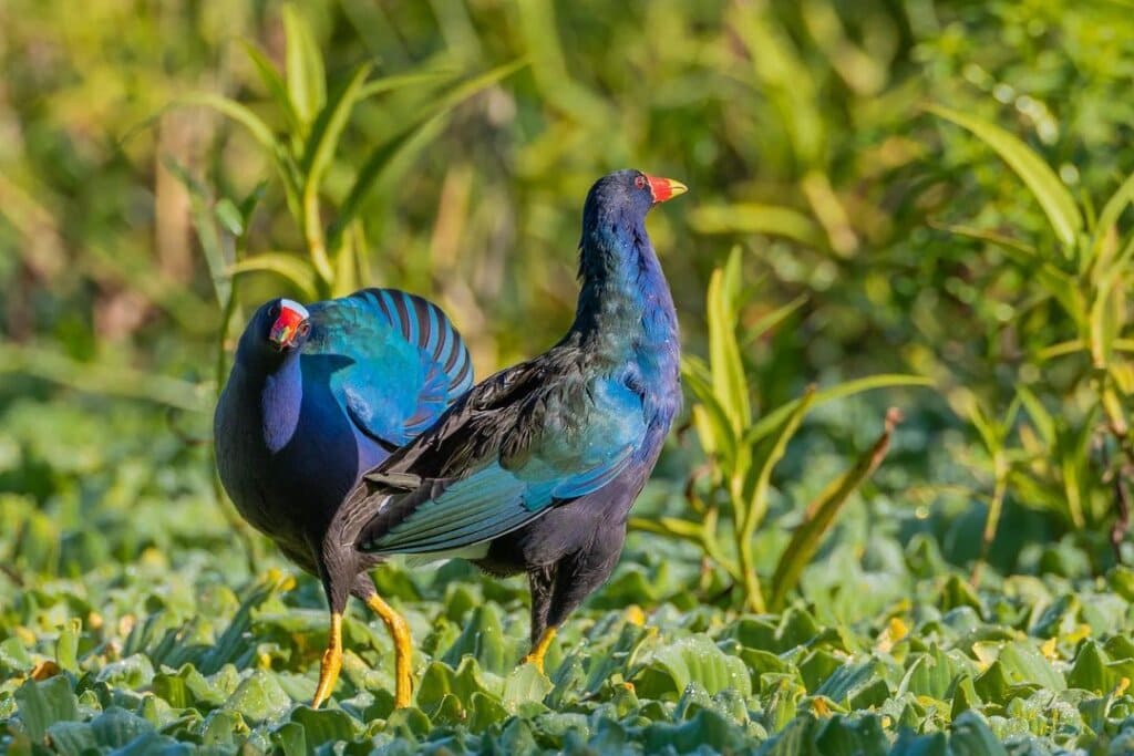 purple gallinule bird