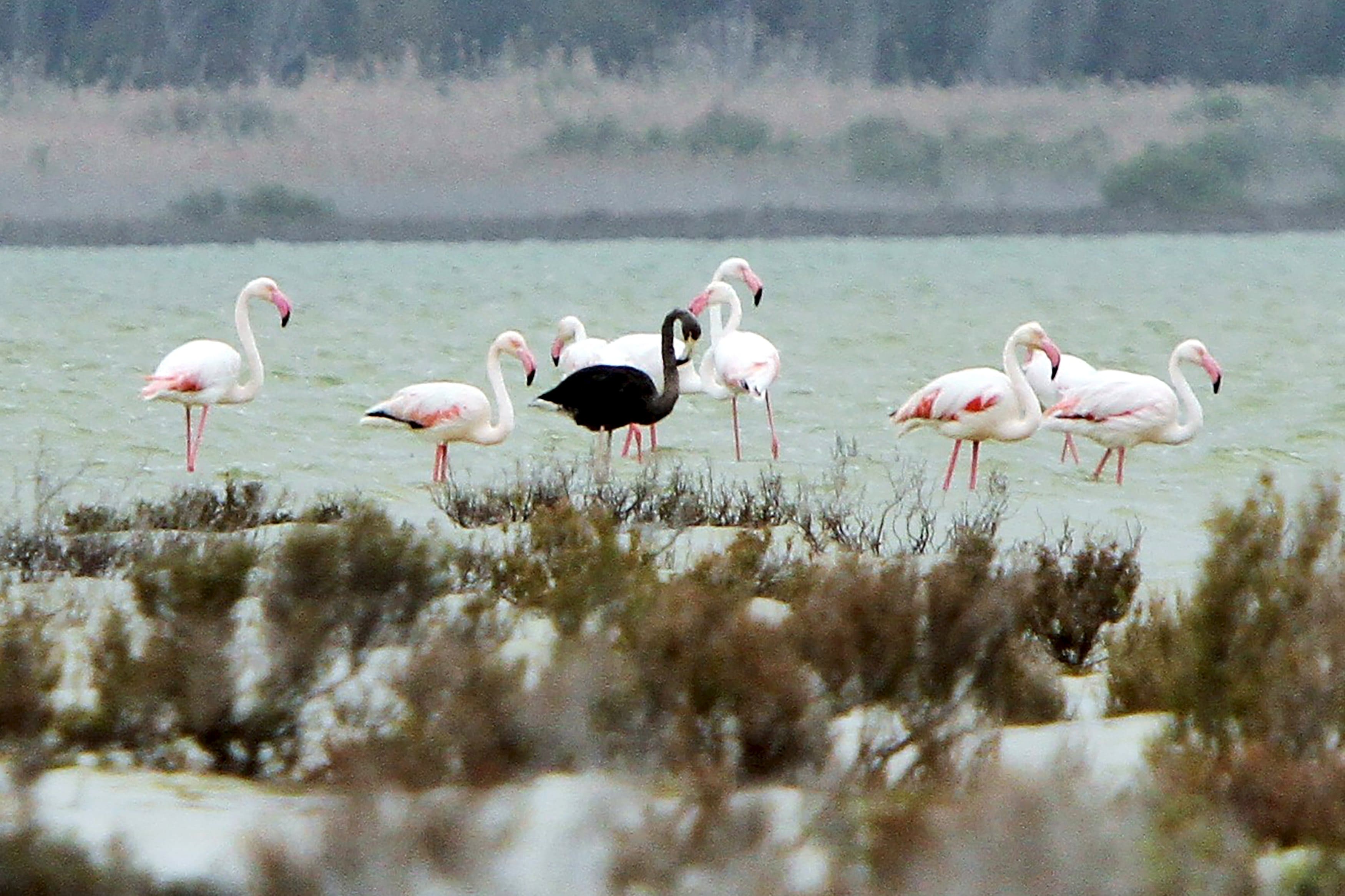 Very rare black flamingo