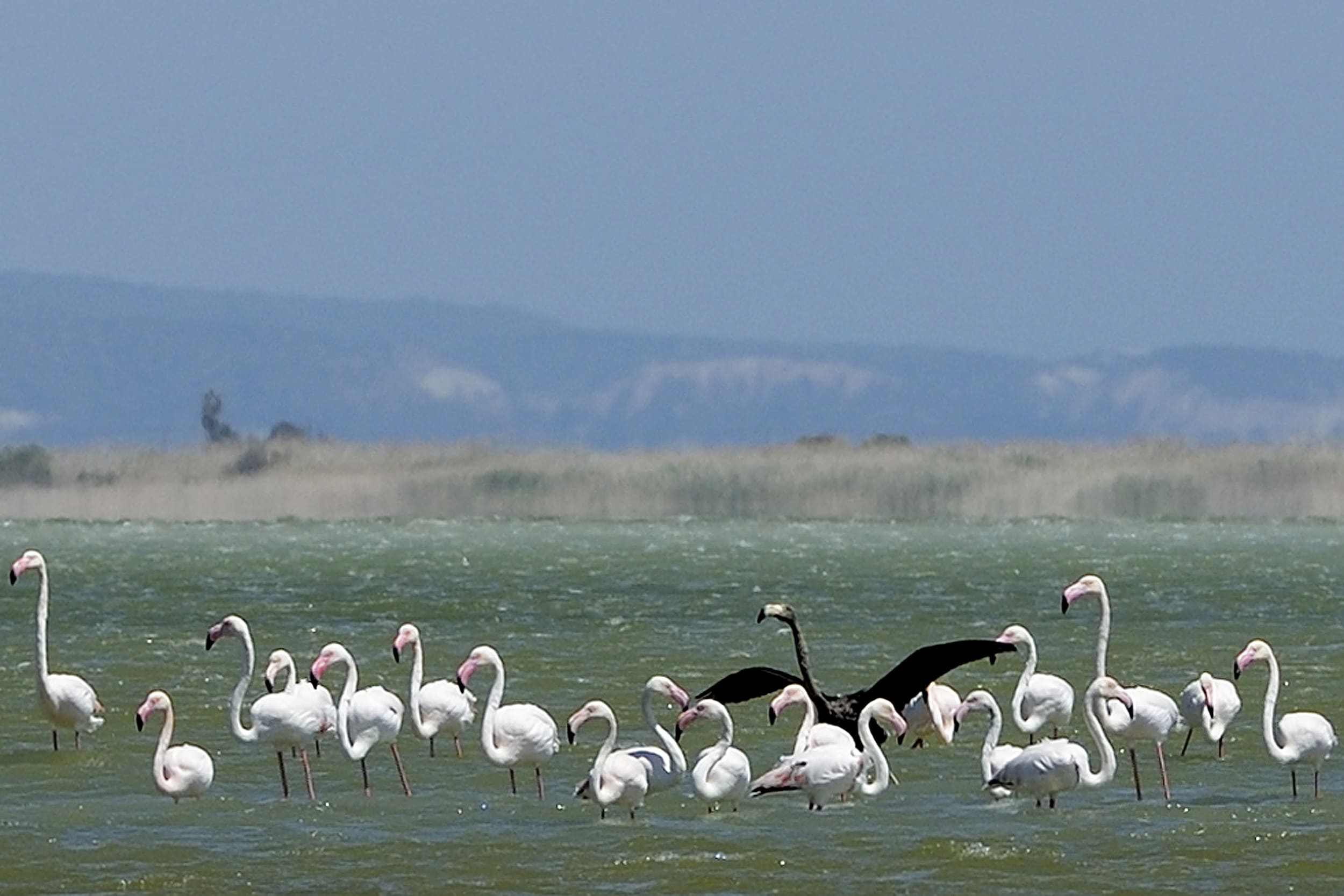 Very rare black flamingo