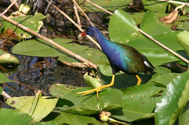 purple gallinule bird