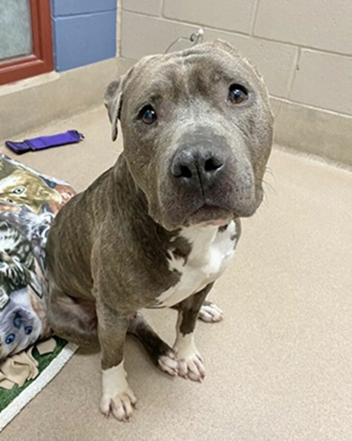 This One-Eared Pitbull Got A Second Chance And This Is What His Life Looks Like Now