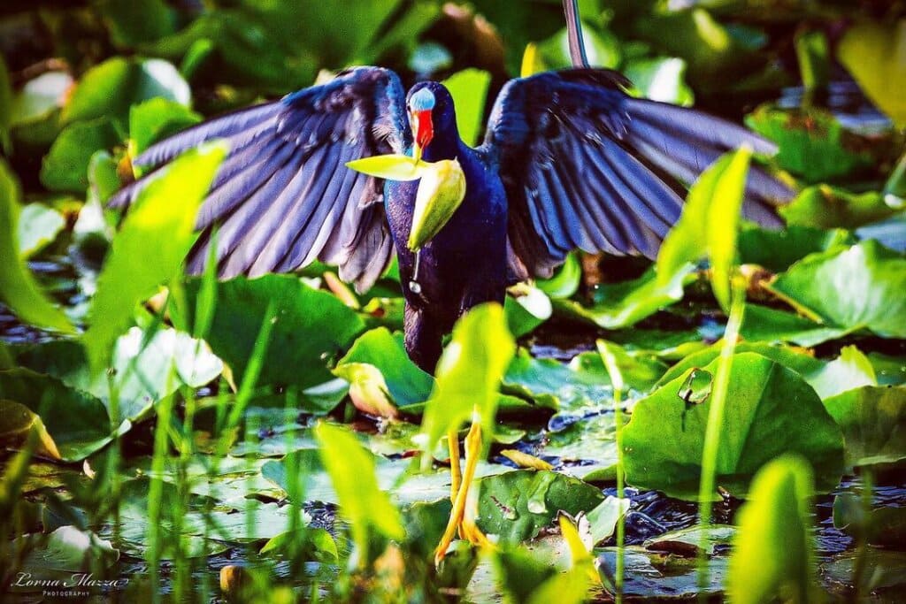 purple gallinule bird