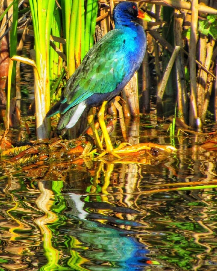 purple gallinule bird