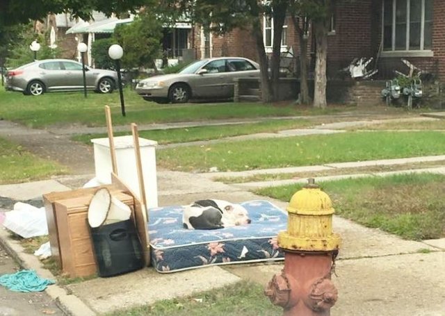 abandoned dog waiting for the owner