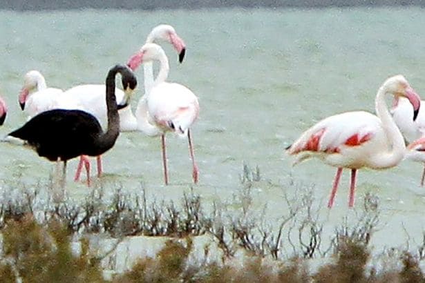 Very rare black flamingo