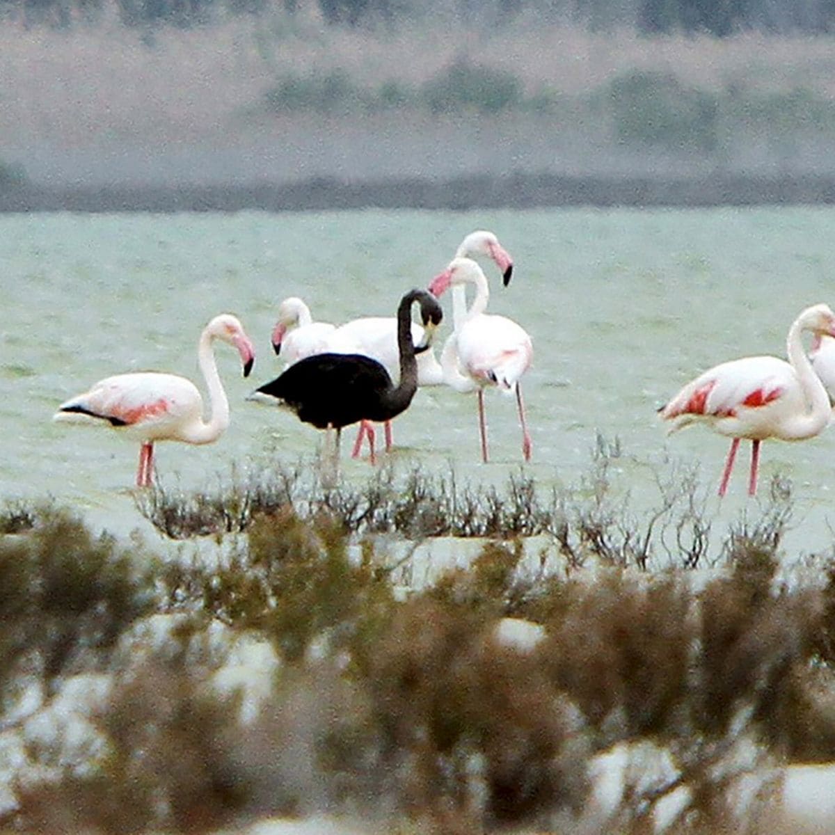 Very rare black flamingo