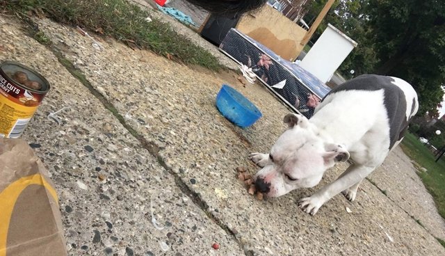 abandoned dog waiting for the owner