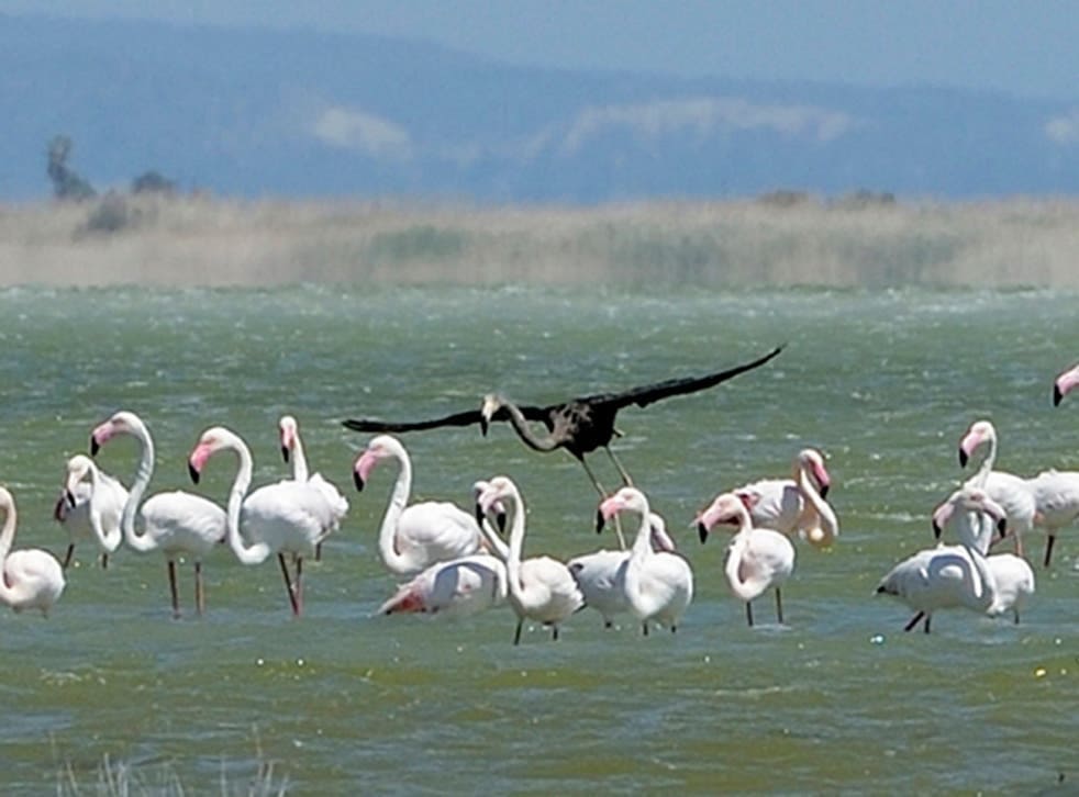 Very rare black flamingo