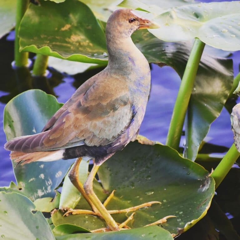 purple gallinule bird