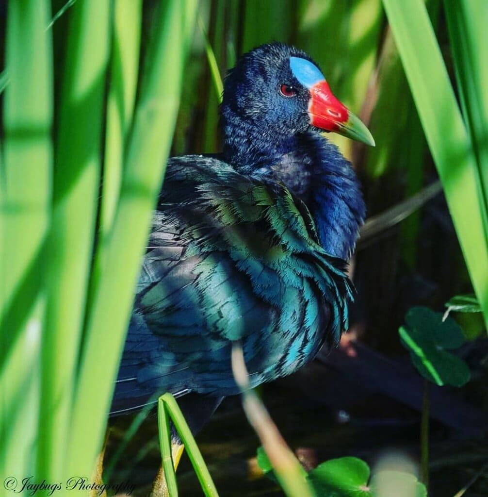 purple gallinule bird